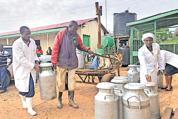 Menciptakan Petani Susu Profesional di Kenya