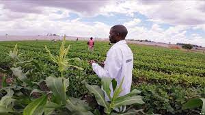 Program Agraris yang Mengubah Wajah Pertanian di Kenya