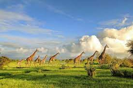 Eksplorasi Wisata Alam di Taman Nasional Kenya